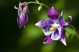 鴿的,花,開花