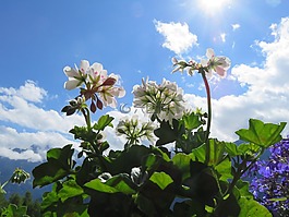 天竺葵,天空,廠