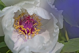牡丹,花,性質(zhì)