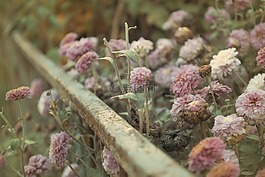 鋼,植物,花