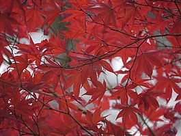 秋季樹葉,紅色,楓葉