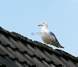 首頁,屋頂,鷗