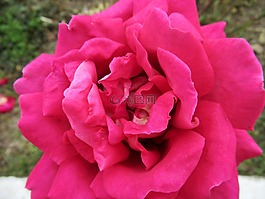 玫瑰,打開,花瓣