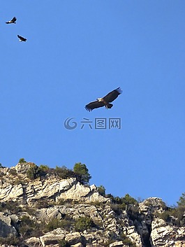 禿鷲,小山,貝利奧拉特