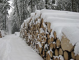 雪,木,樹干