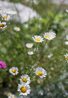 花,白,花瓣