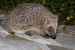 刺猬,帶動,動物