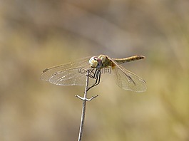 蜻蜓,黃蜻蜓,分支機(jī)構(gòu)