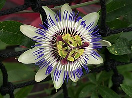 激情花,西番蓮cearulae,開花