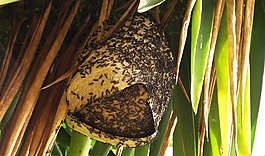 性質(zhì),動(dòng)物界,野生動(dòng)物