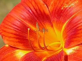 花,紅色,特寫