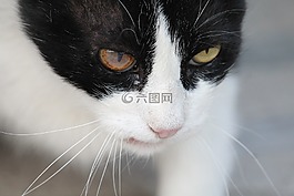 貓,眼,貓的眼睛