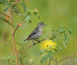 鳥,野生動(dòng)物,自然