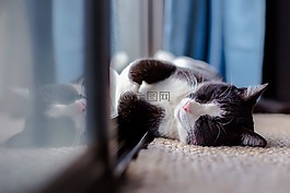 貓,寵物,動物