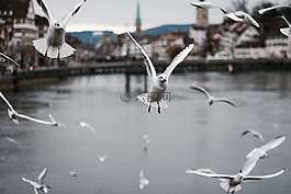 水,自然,鳥(niǎo)