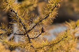 秋季,落葉松,落葉松變色