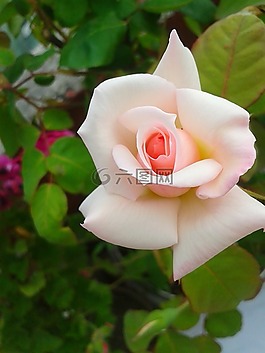 花卉,植物,性質(zhì)