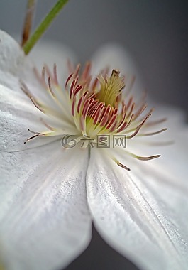花卉,白,植物