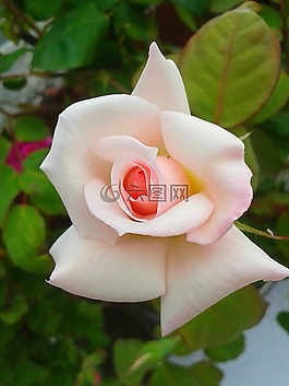 花卉,植物,花瓣