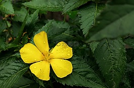 花,黃色,露水