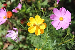 自然,花,植物區(qū)系