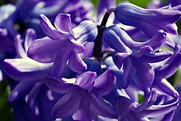 風(fēng)信子,花,春