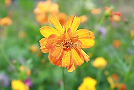 花,自然,植物區(qū)系