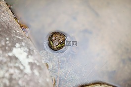 水,青蛙,動物