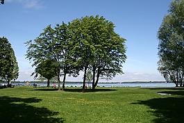 湖,樹,水
