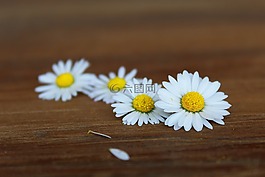 雛菊,鮮花,白