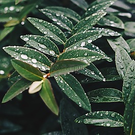 綠色,葉,植物