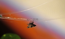 日落,景觀,黎明