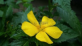 花,黃色,露水