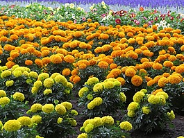 鮮花,橙色,盛開
