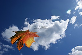 葉子,云,天空