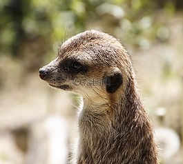 動物,獴,動物園