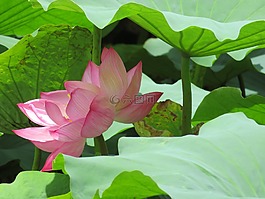 睡蓮,百合,池