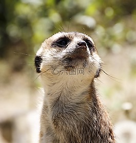 動(dòng)物,獴,動(dòng)物園