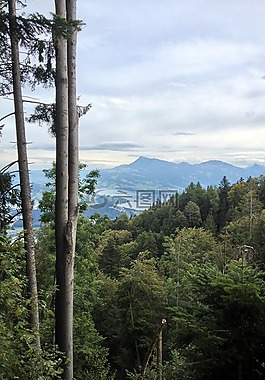 森林,盧塞恩湖區(qū)域,查看
