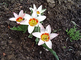 郁金香,鮮花,春天