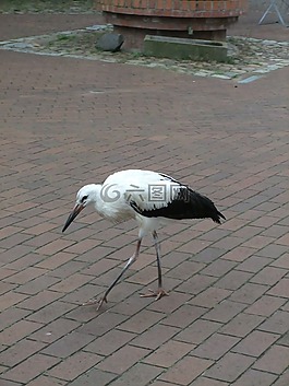 鳥,水生,動物