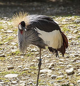 鳥,起重機(jī)英寸,動物園