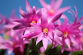 圣誕仙人掌,schlumbergera,鮮花
