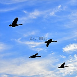 鵝,空氣,鳥