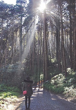 街,路径,树