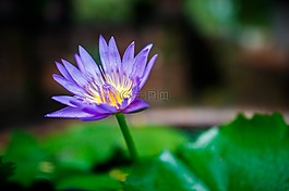 花,睡蓮,紫色