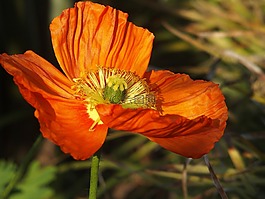 花,性質(zhì),光明