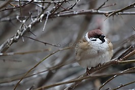鳥,生活的本質(zhì),性質(zhì)