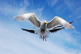 鳥,海鷗,天空