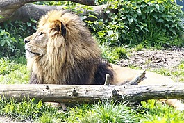 動(dòng)物,獅子,動(dòng)物園